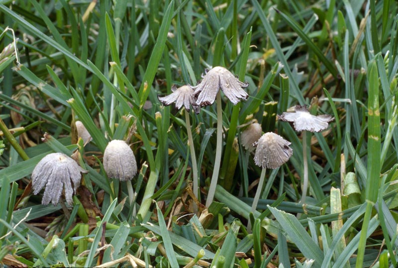 Coprinopsis friesii